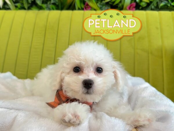 [#5961] White Female Bichon Frise Puppies for Sale