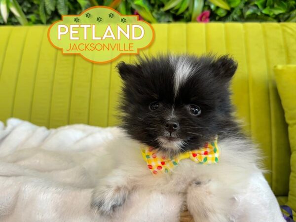 [#5954] Black / White Male Pomeranian Puppies for Sale