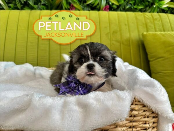 [#5950] Brindle / White Female Shih Tzu Puppies for Sale