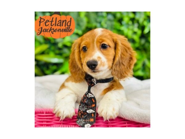 [#6276] Red Male Dachshund Puppies for Sale