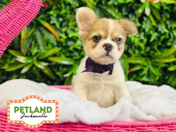 [#6272] Blue Fawn Female French Bulldog Puppies for Sale