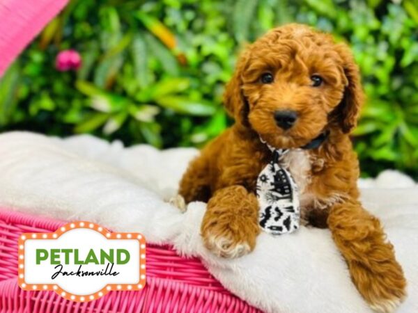 [#6270] Red Male Goldendoodle Puppies for Sale