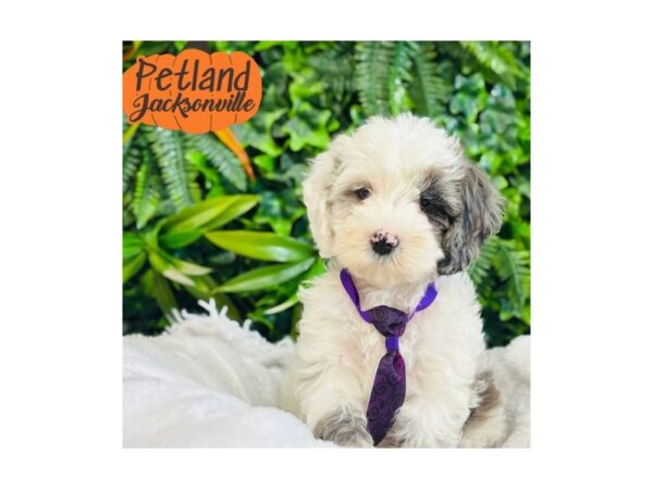 [#6298] Blue Roan Male Cockapoo Puppies for Sale