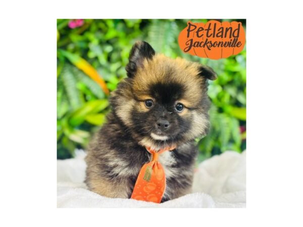 [#6293] Sable Male Pomeranian Puppies for Sale
