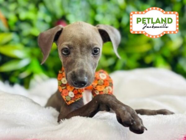 [#6288] Blue Female Italian Greyhound Puppies for Sale