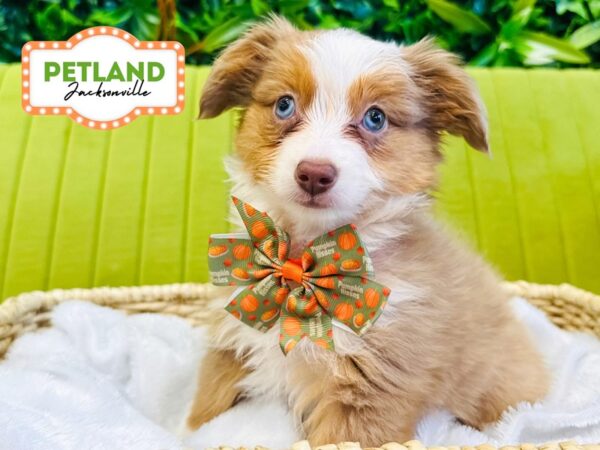 [#6305] Red Merle Female Miniature Australian Shepherd Puppies for Sale