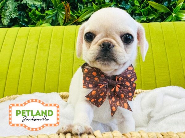 [#6301] Silver Fawn Female Pug Puppies for Sale