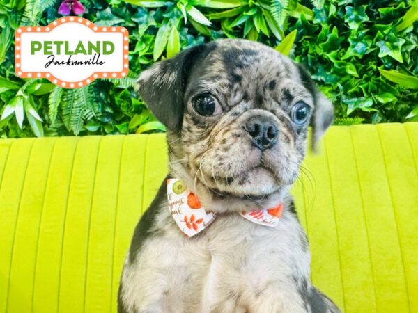 [#6307] Blue Merle Male Pug Puppies for Sale