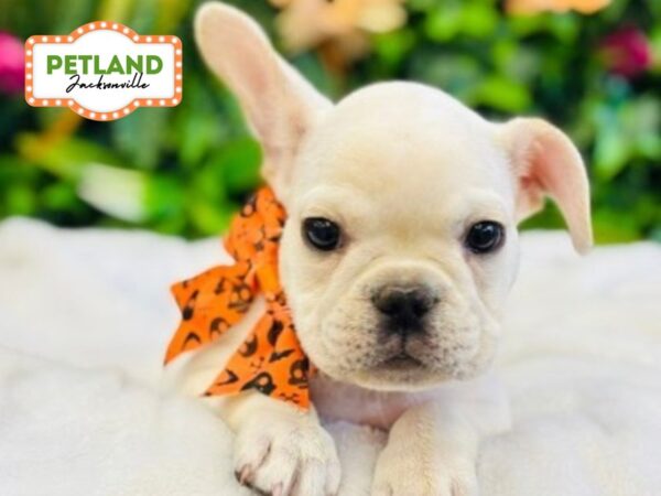 [#6316] Cream Female French Bulldog Puppies for Sale
