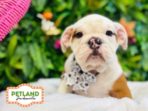 [#6311] Red / White Female English Bulldog Puppies for Sale