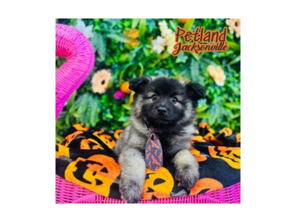 [#6320] Grey Silver and Black Male Keeshond Puppies for Sale