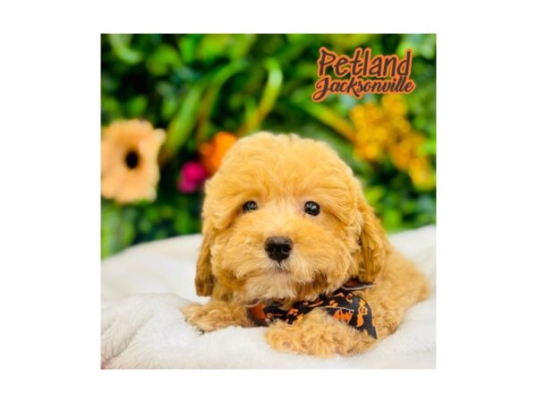 [#6324] Tan Female Miniature Poodle Puppies for Sale