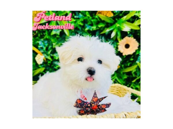 [#6334] White Female Maltese Puppies for Sale