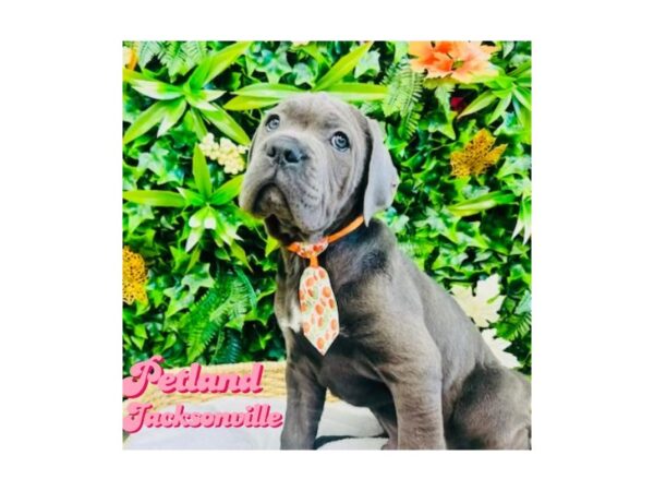 [#6331] Blue Male Cane Corso Puppies for Sale