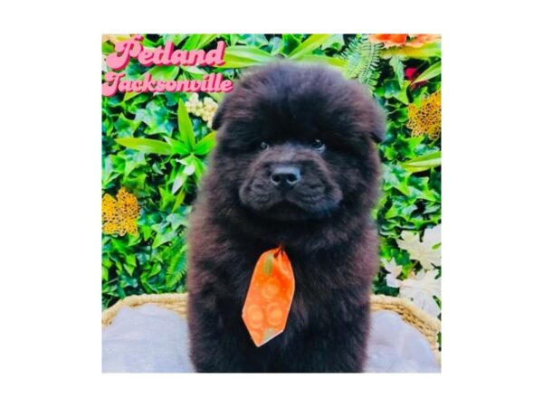[#6329] Black Male Chow Chow Puppies for Sale