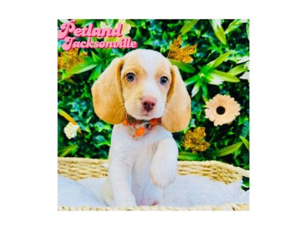 [#6333] Lemon and White Male Beagle Puppies for Sale