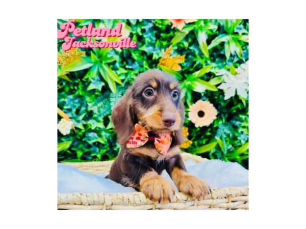 [#6337] Chocolate and Tan Male Dachshund Puppies for Sale