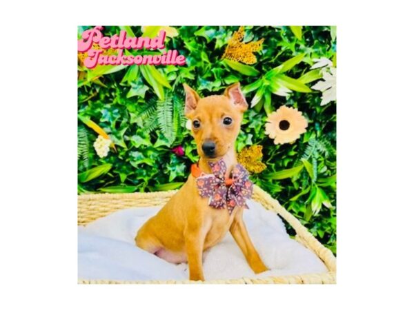 [#6336] Red Female Miniature Pinscher Puppies for Sale