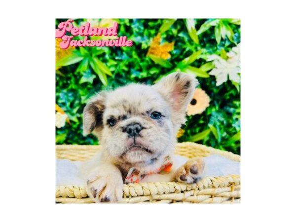 [#6335] Red Merle Male French Bulldog Puppies for Sale