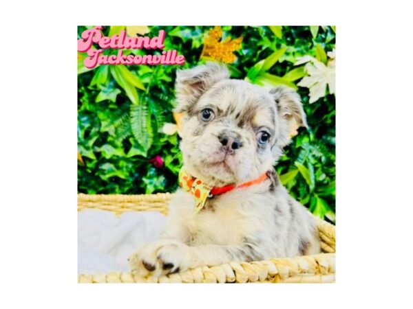 [#6330] Lilac Merle Male French Bulldog Puppies for Sale