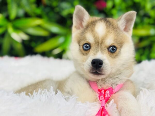 [#6531] Sable and White Male Alaskan Klee Kai Puppies for Sale