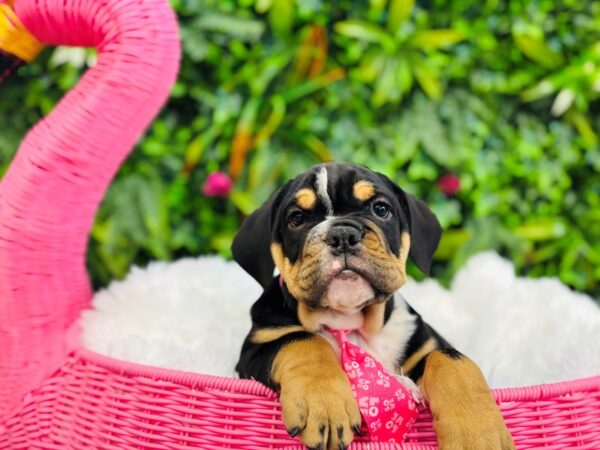 [#6520] Tri-Colored Male English Bulldog Puppies for Sale