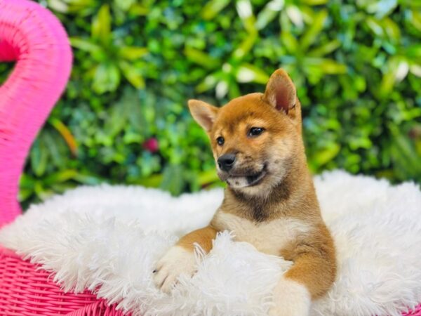 [#6547] Red Sesame Male Shiba Inu Puppies for Sale