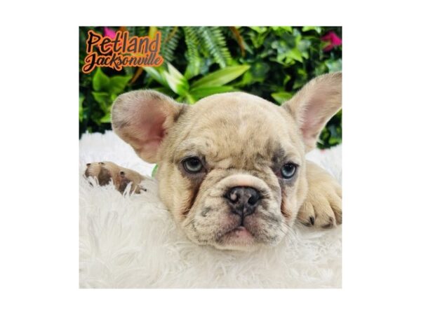 [#6559] Lilac Merle Female French Bulldog Puppies for Sale