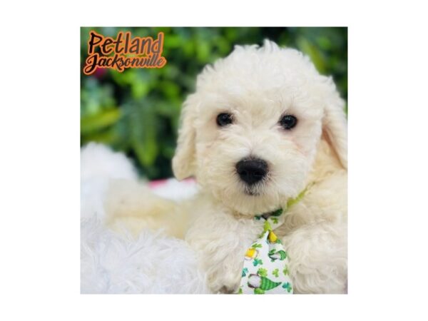 [#6571] White Male Bichon Frise Puppies for Sale