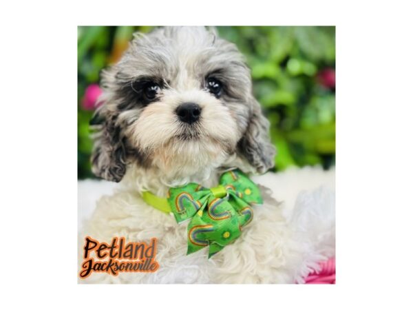 [#6566] Blue / White Female Cock A Poo Puppies for Sale