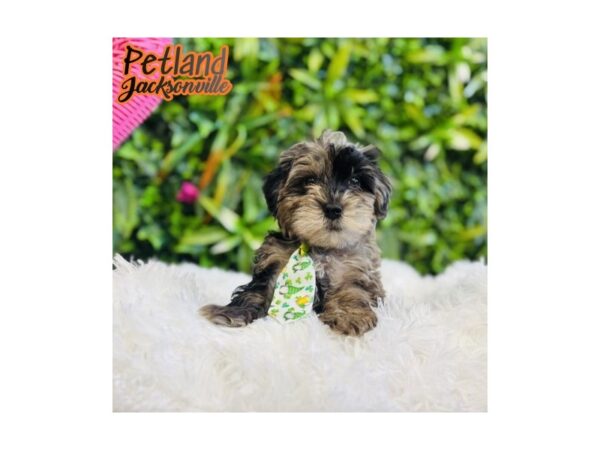 [#6565] Merle Male Yorkiepoo Puppies for Sale