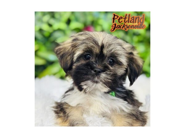 [#6579] Grizzle Female Lhasa Apso Puppies for Sale