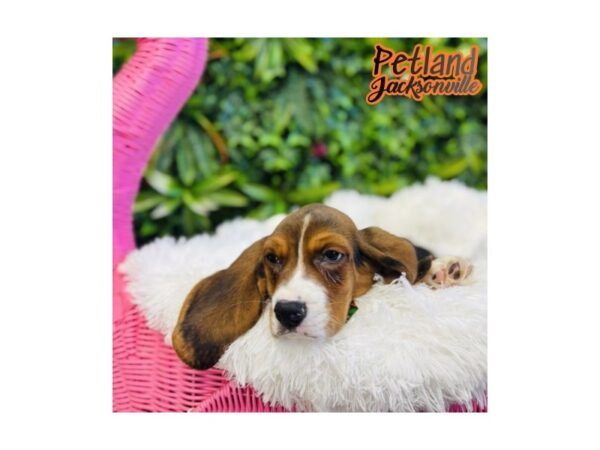[#6580] Black White and Tan Male Basset Hound Puppies for Sale