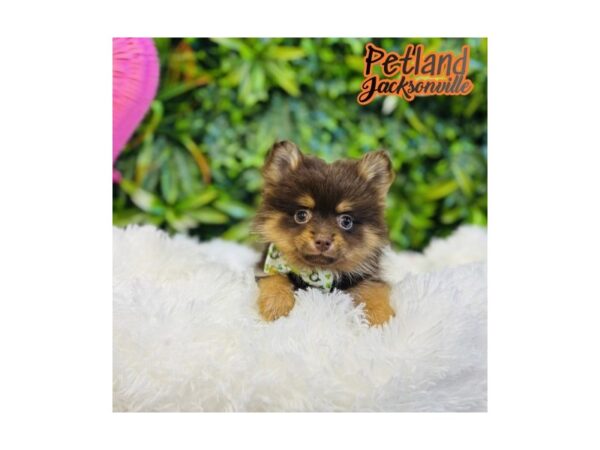 [#6583] Chocolate and Tan Female Pomeranian Puppies for Sale
