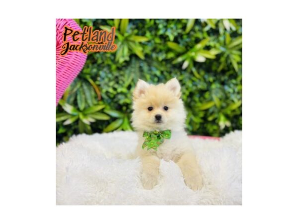 [#6573] Cream Female Pomeranian Puppies for Sale