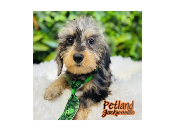 [#6578] Black and Silver Dapple Male Dachshund Puppies for Sale