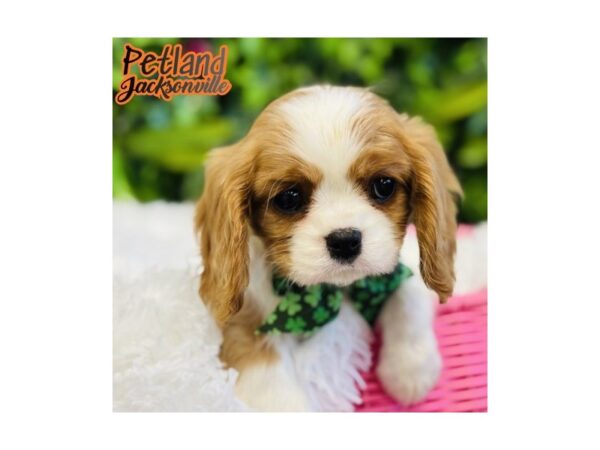 [#6574] Blenheim Female Cavalier King Charles Spaniel Puppies for Sale