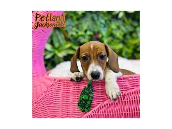 [#6581] Red Male Dachshund Puppies for Sale