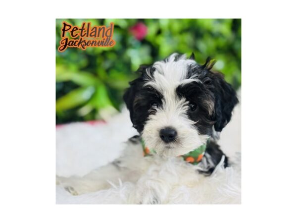 [#6595] Black and White Male Mini Aussie Poo Puppies for Sale