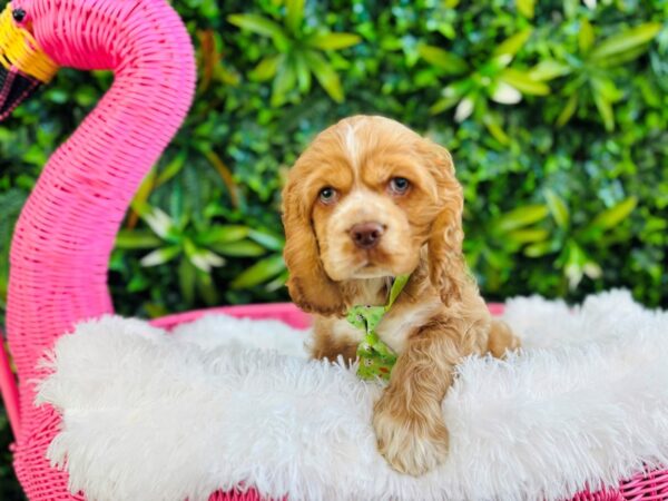 [#6622] Red Male Cocker Spaniel Puppies for Sale