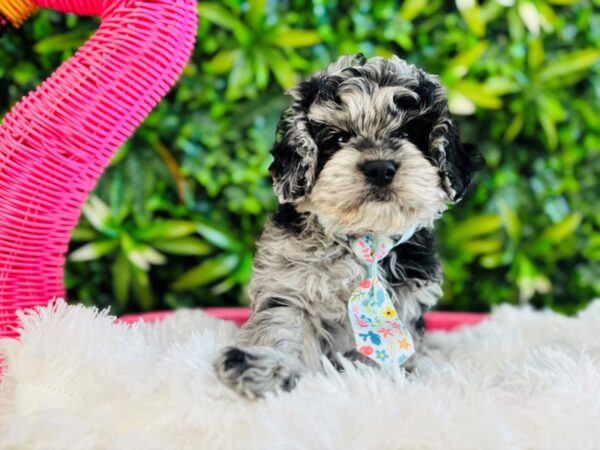 [#6621] Blue Merle Male Cavapoo Puppies for Sale