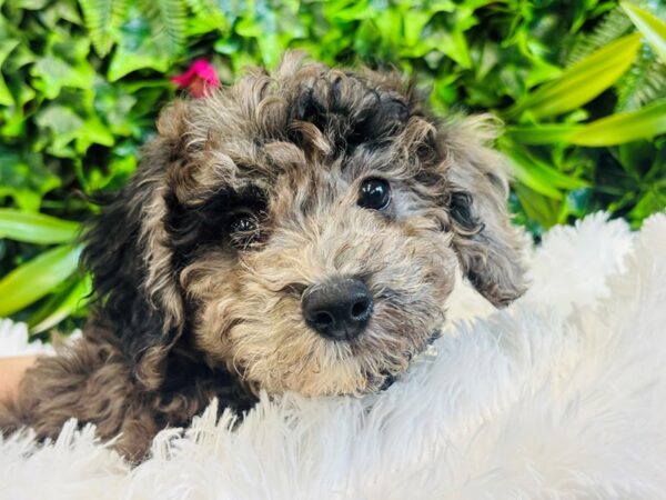 [#6617] Blue Merle Female Bichon Poo Puppies for Sale