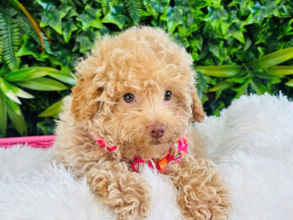 [#6607] Cream Female Poodle Mini Puppies for Sale