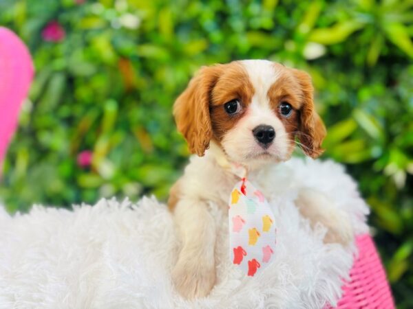 [#6605] Blenheim Male Cavalier King Charles Spaniel Puppies for Sale