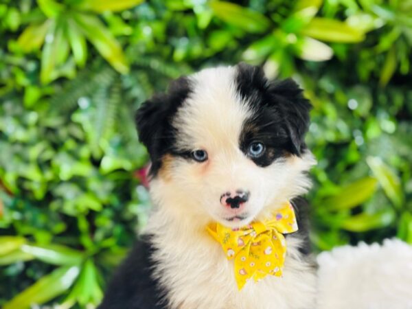 [#6603] Tri-Colored Female Miniature American Shepherd Puppies for Sale