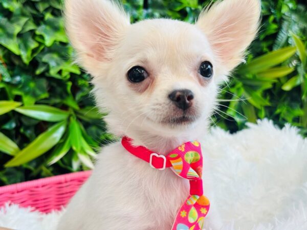 [#6609] White Male Chihuahua Puppies for Sale