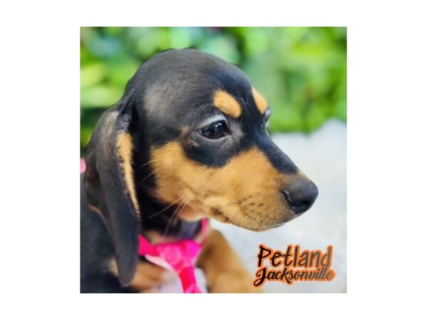 [#6632] Black / Tan Male Dachshund Puppies for Sale