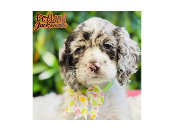 [#6631] Chocolate Merle Male Cocker Spaniel Puppies for Sale