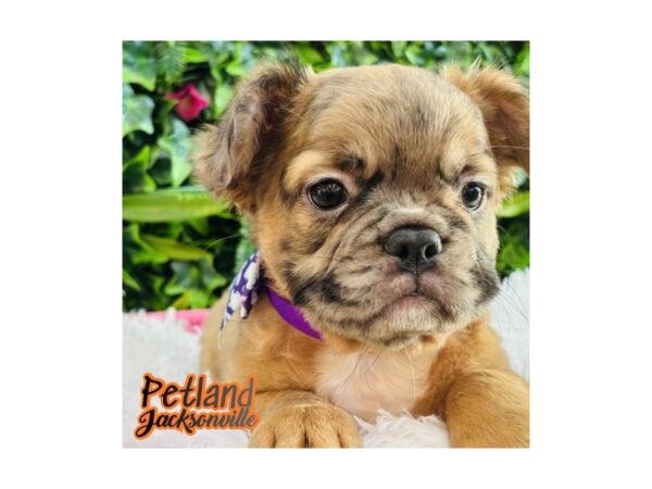[#6629] Red Merle Female French Bulldog Puppies for Sale