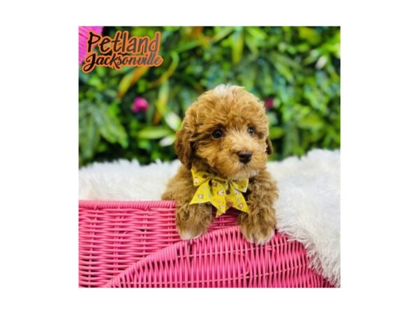 [#6634] Red Male Poodle Puppies for Sale